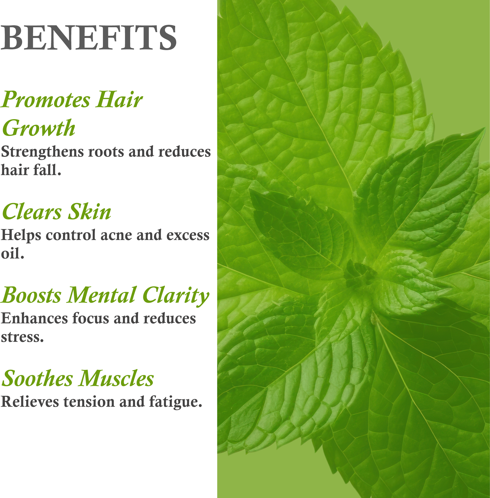 Benefits of Khadi Basil Essential Oil – Strengthens hair, purifies skin, enhances focus
