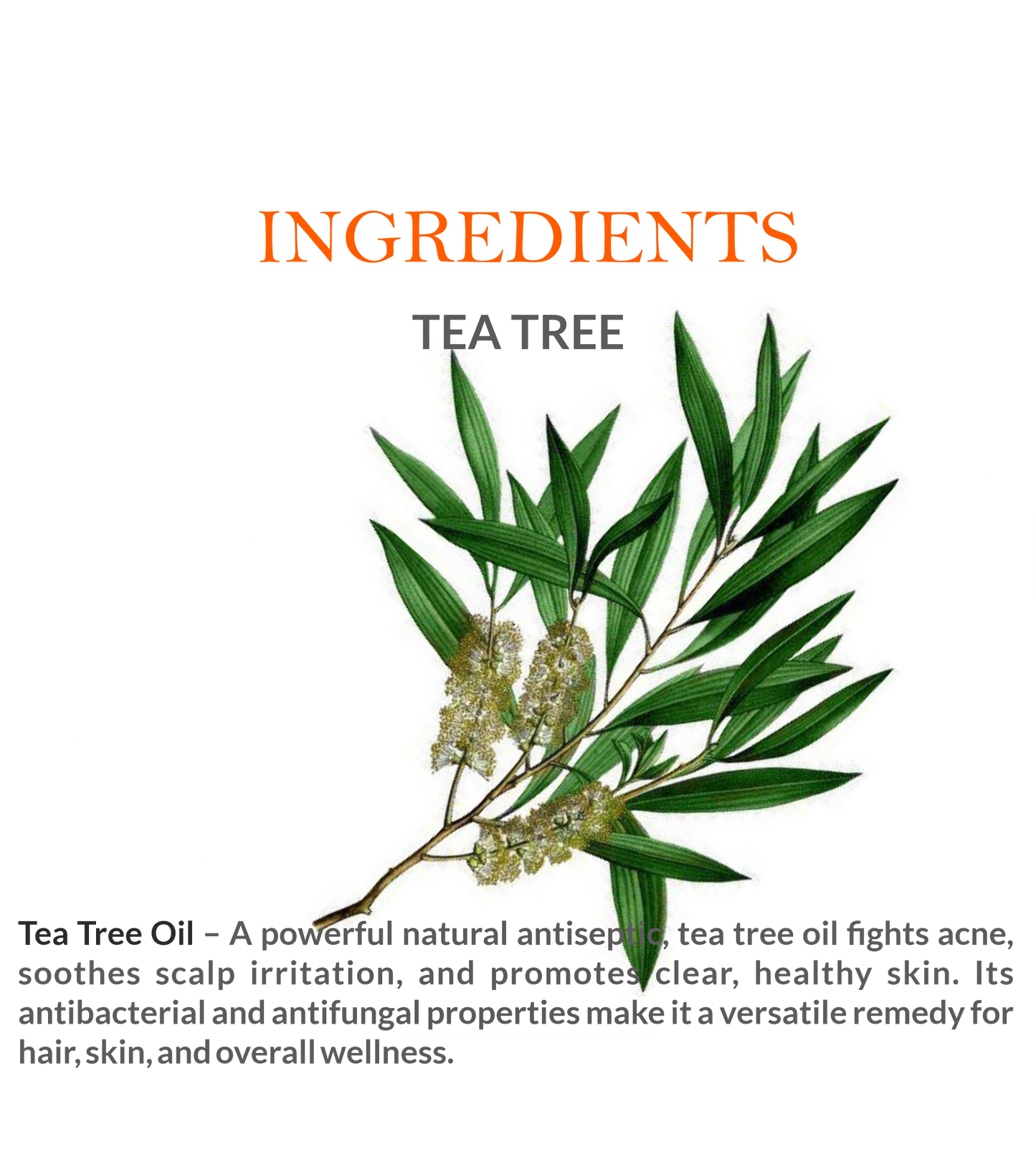 Natural Ingredients in Khadi Tea Tree Essential Oil – Steam-Distilled for Maximum Purity