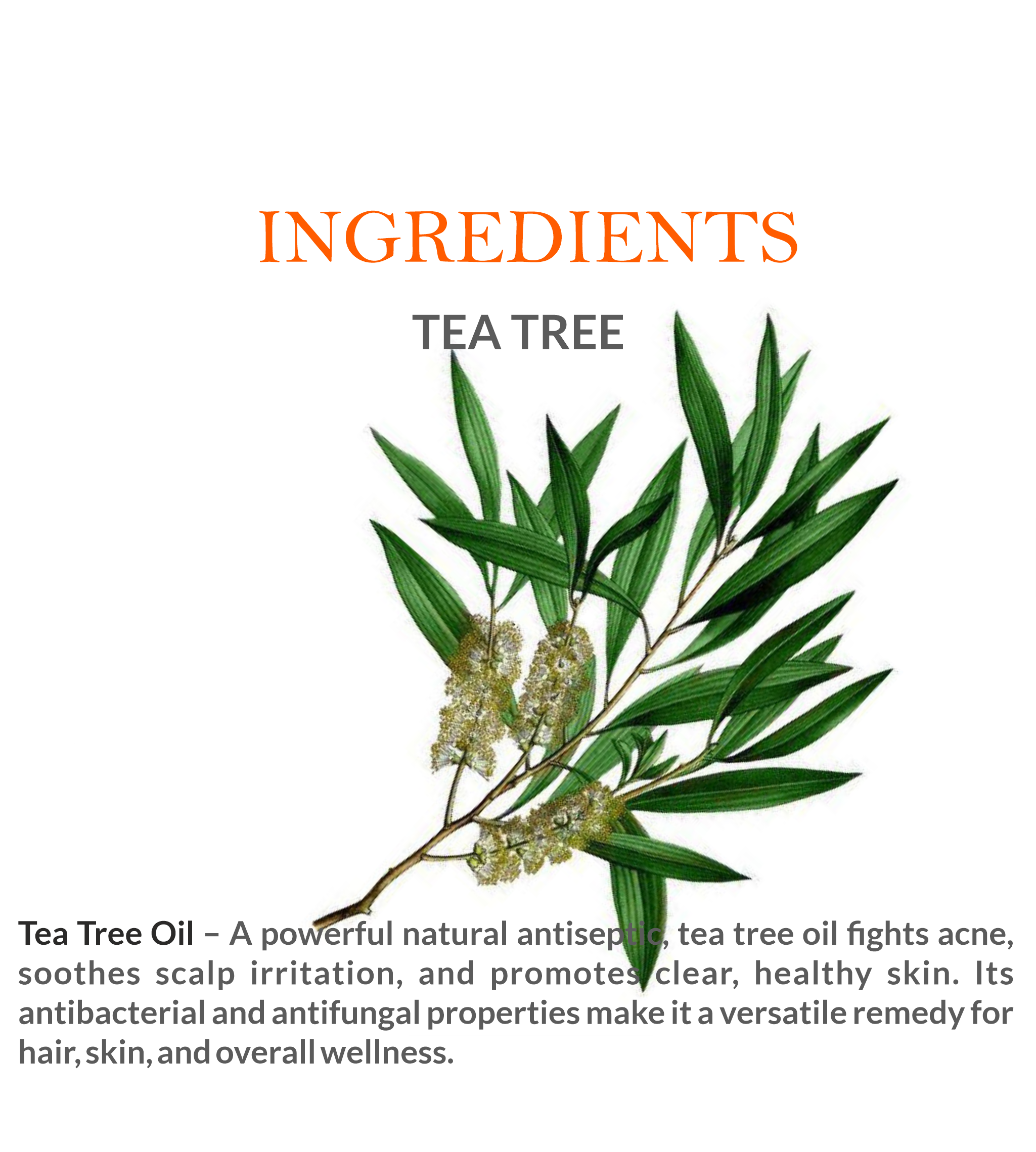 Natural Ingredients in Khadi Tea Tree Essential Oil – Steam-Distilled for Maximum Purity