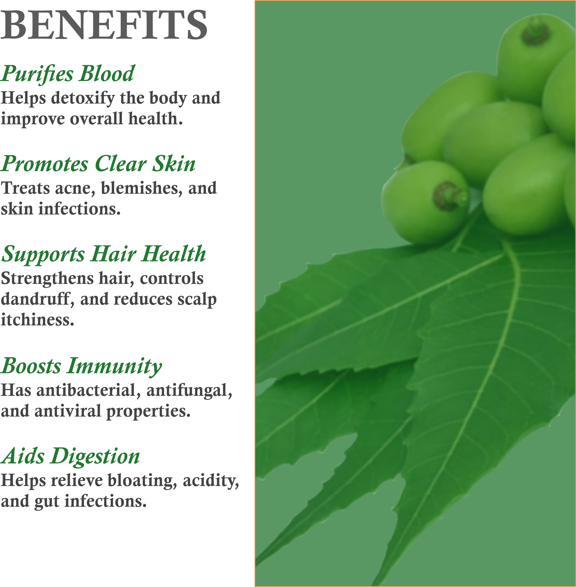 Benefits of Mountain Ayurveda Neem Patti Powder – Acne Control, Dandruff Reduction & Detox