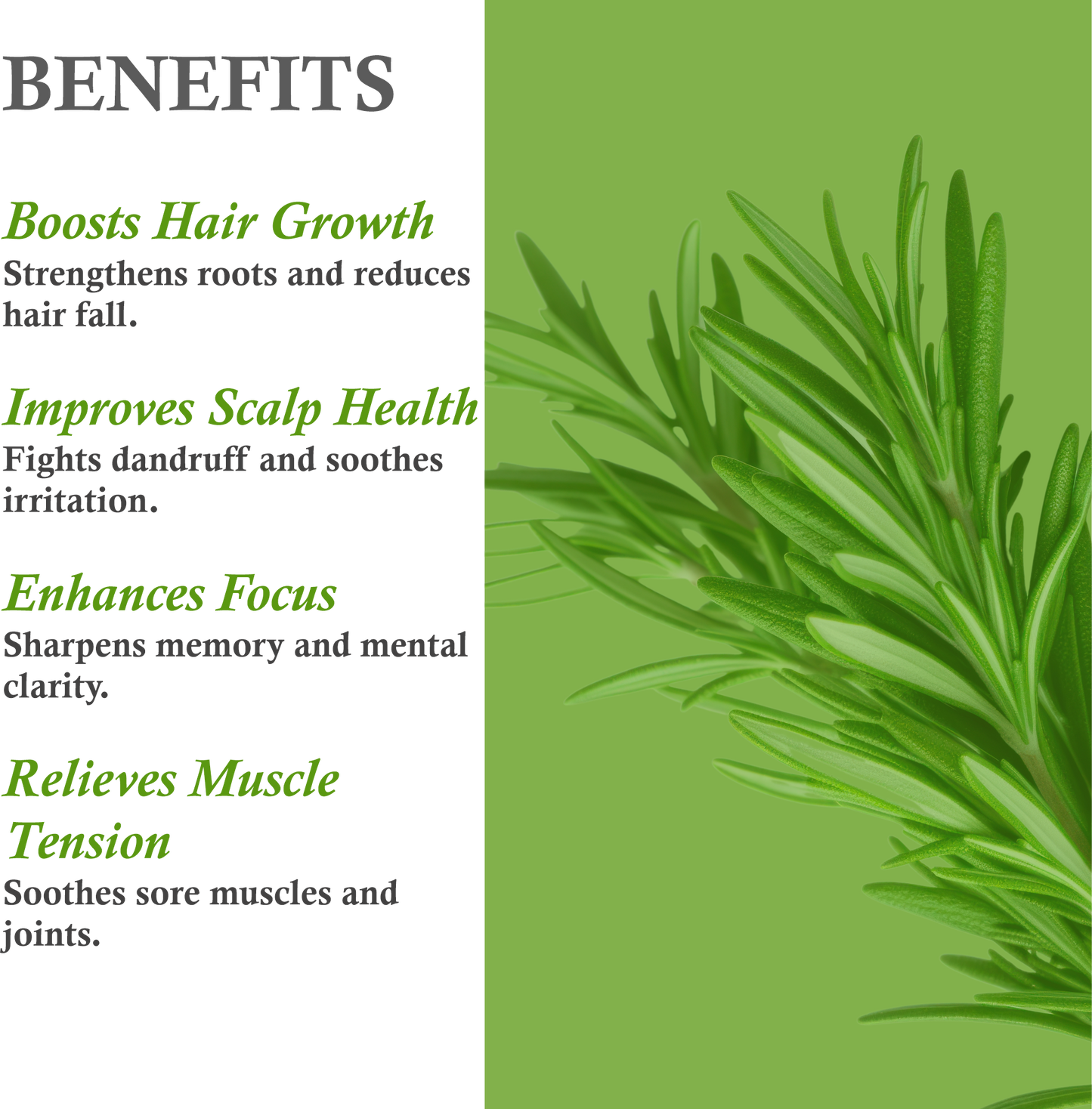 Benefits of Rosemary Essential Oil – Hair Growth, Anti-Dandruff & Mental Clarity