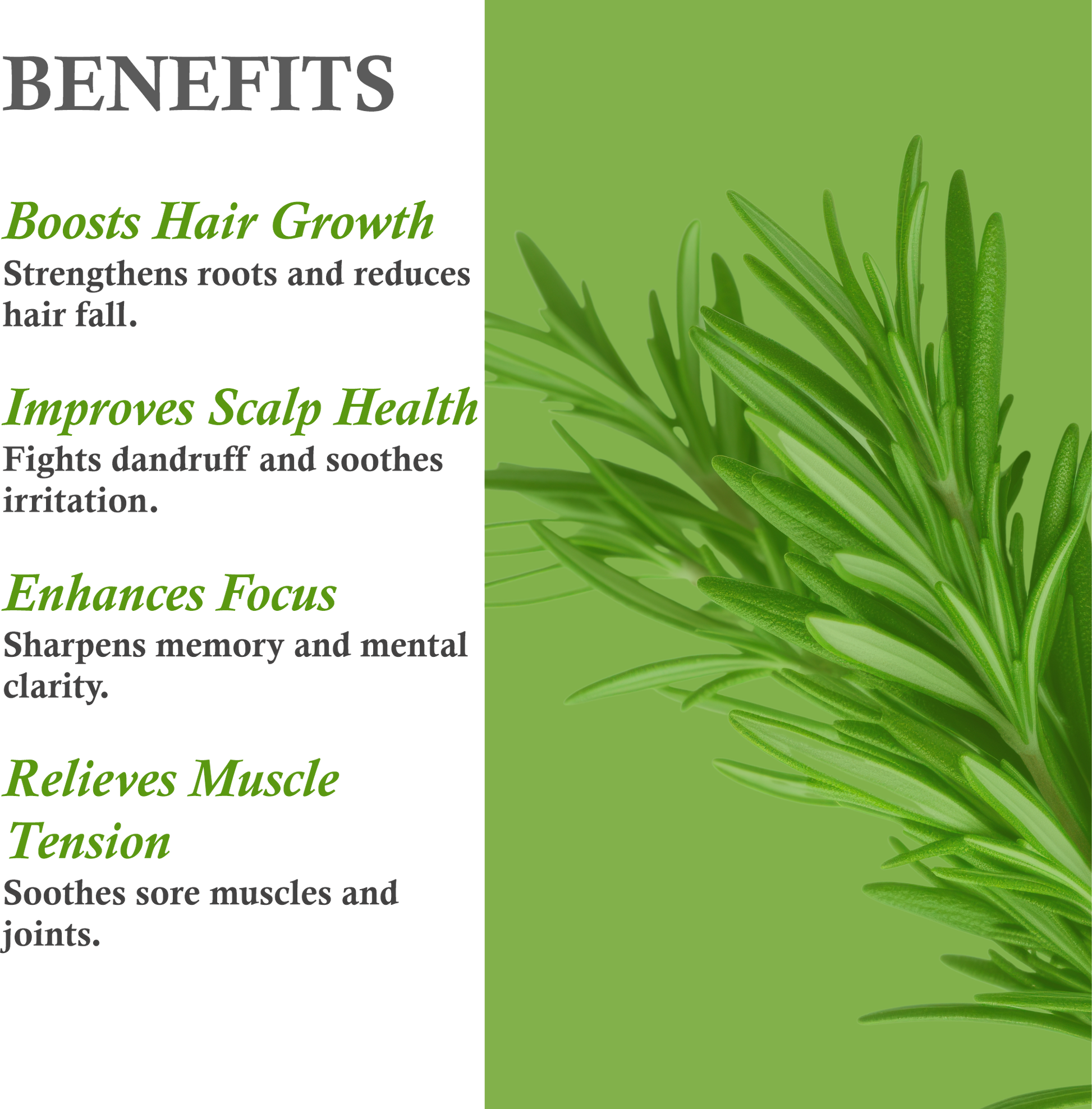 Benefits of Rosemary Essential Oil – Hair Growth, Anti-Dandruff & Mental Clarity