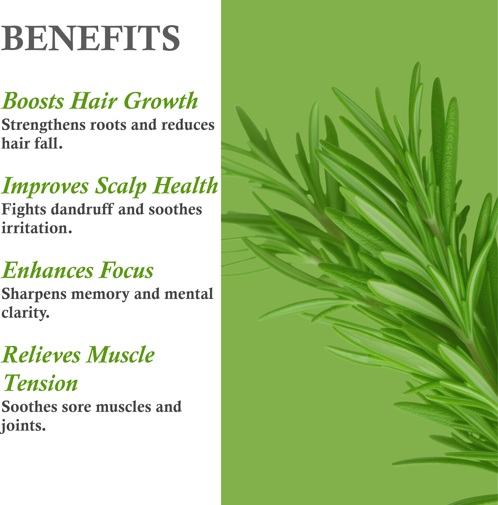 Benefits of Rosemary Essential Oil – Hair Growth, Anti-Dandruff & Mental Clarity