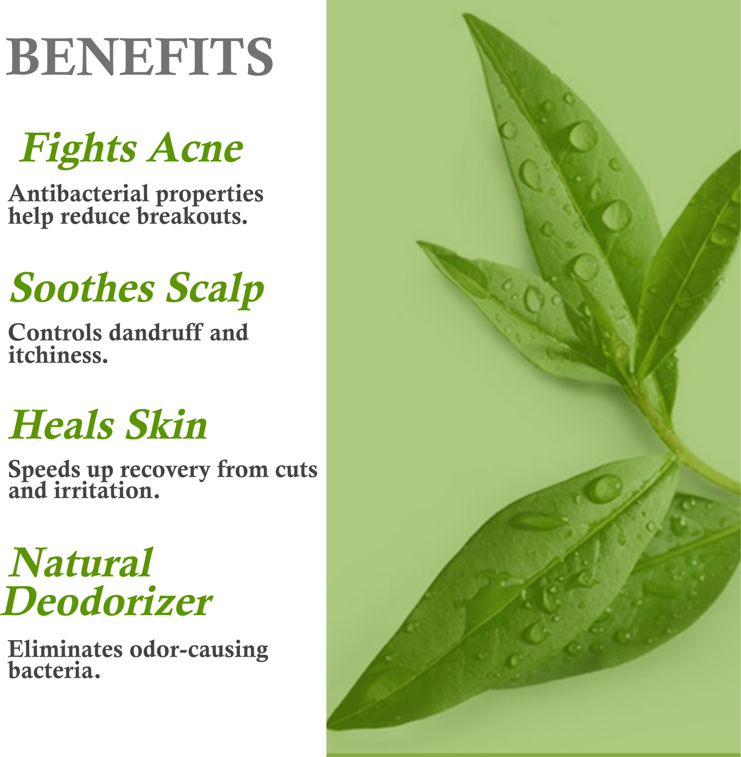 Benefits of Tea Tree Essential Oil – Acne Treatment, Dandruff Control & Skin Healing