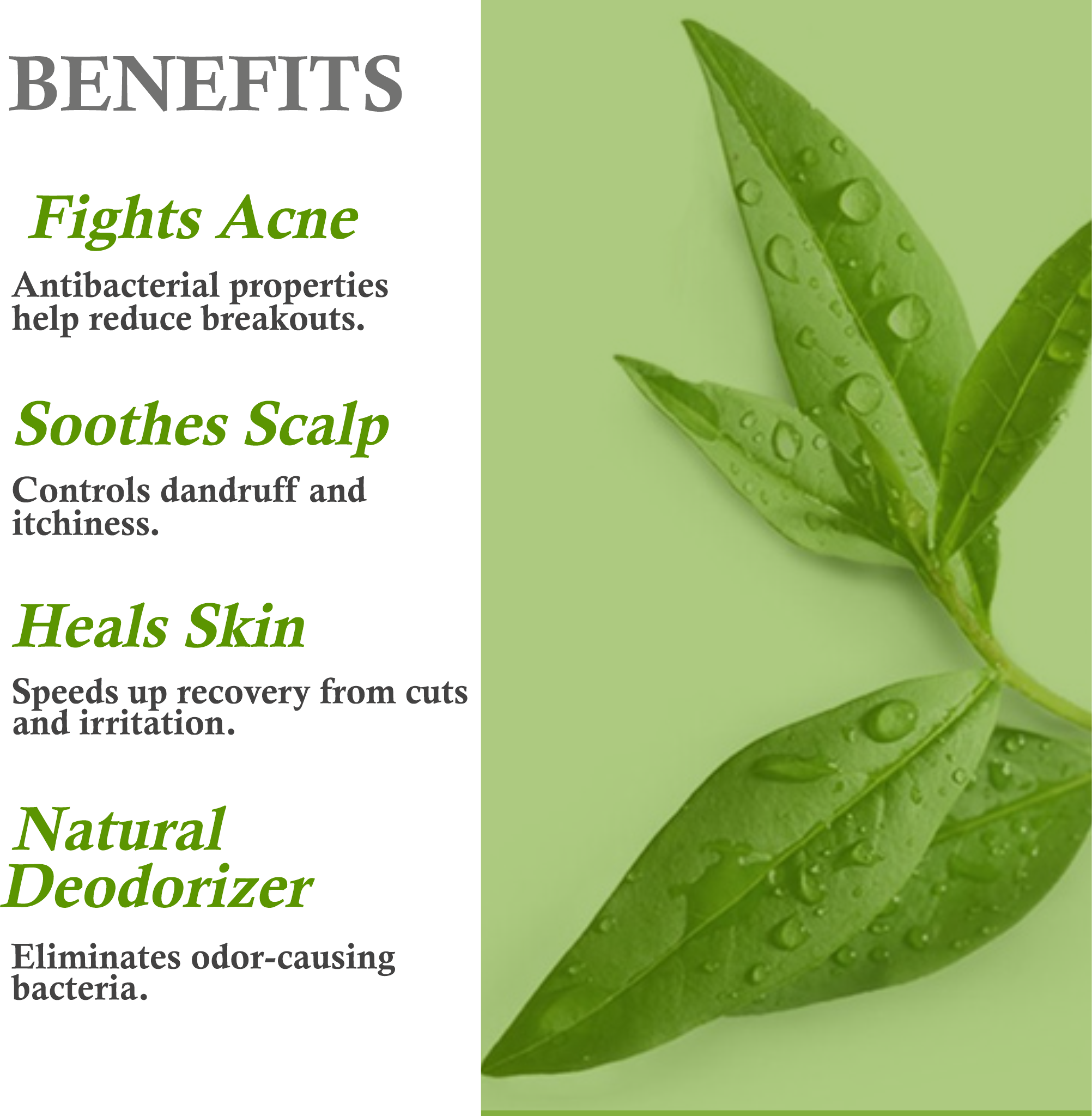 Benefits of Tea Tree Essential Oil – Acne Treatment, Dandruff Control & Skin Healing